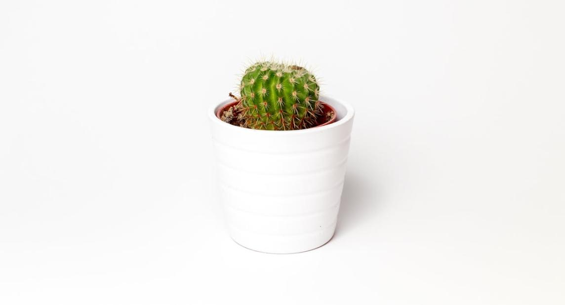 Plant pot